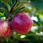 Tru-Cape Fruit Marketing