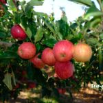Fruit industry leaders demand uninterrupted power during critical picking season