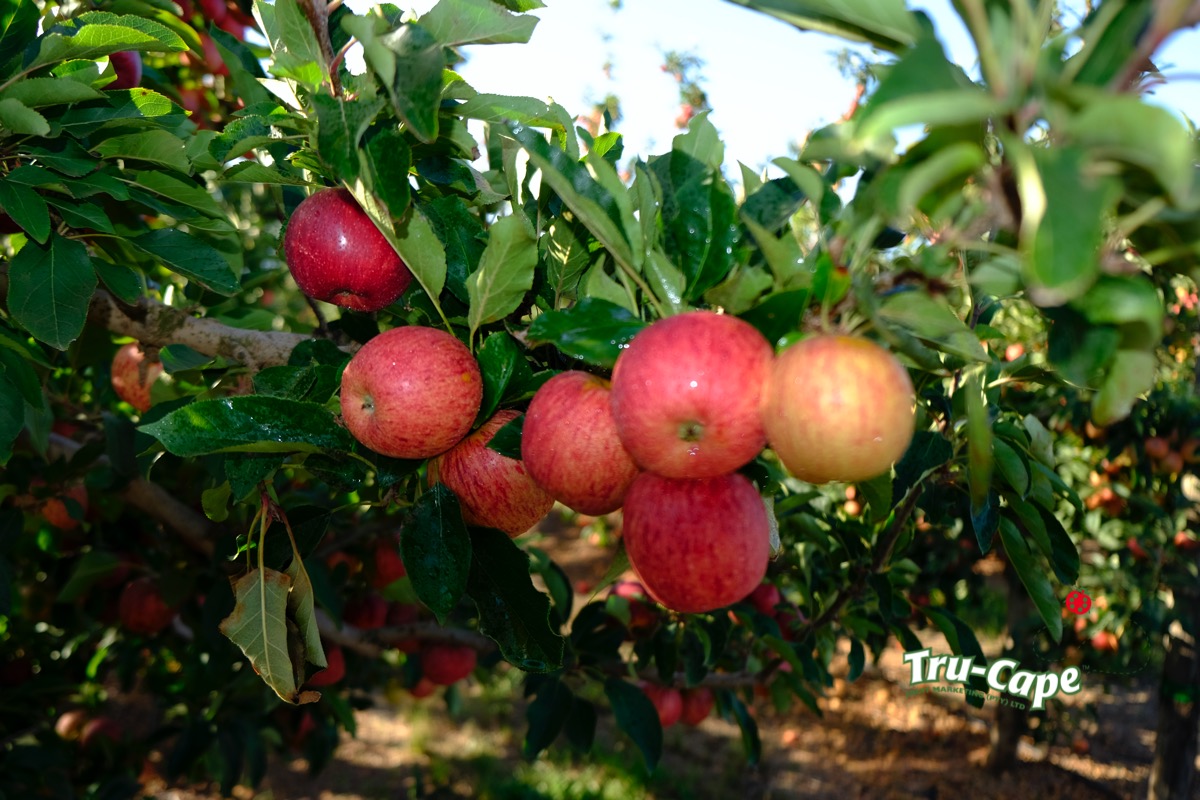 Fruit industry leaders demand uninterrupted power during critical picking season