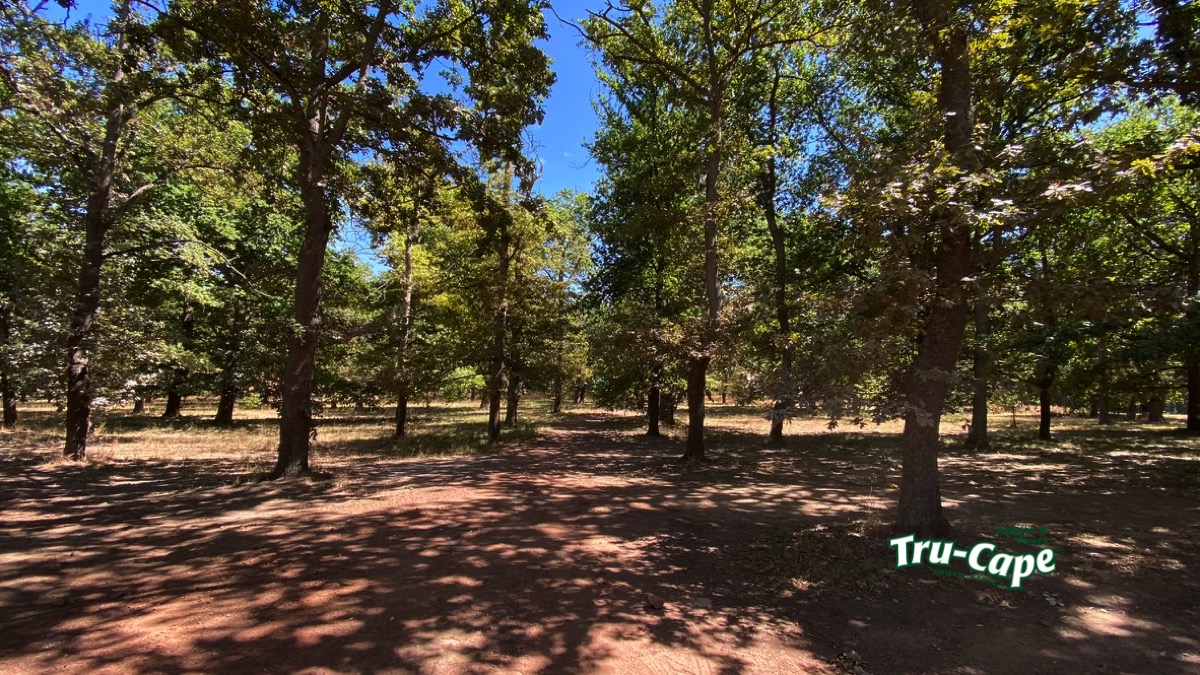 Oak Valley Oak Forest