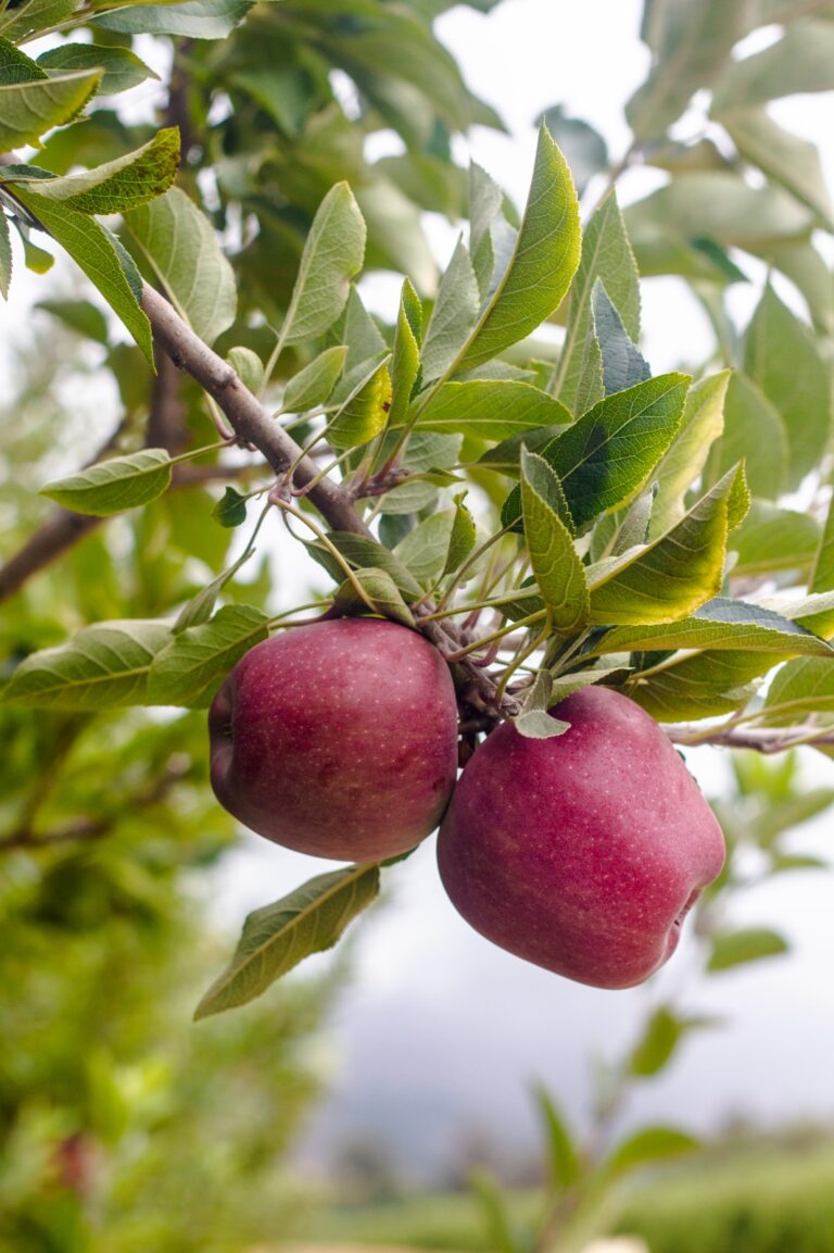 Happy Birthday! South African apple industry celebrates its 363rd ...
